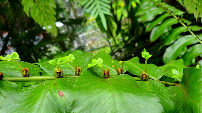 绿色蕨类热带植物从树枝上长出新叶