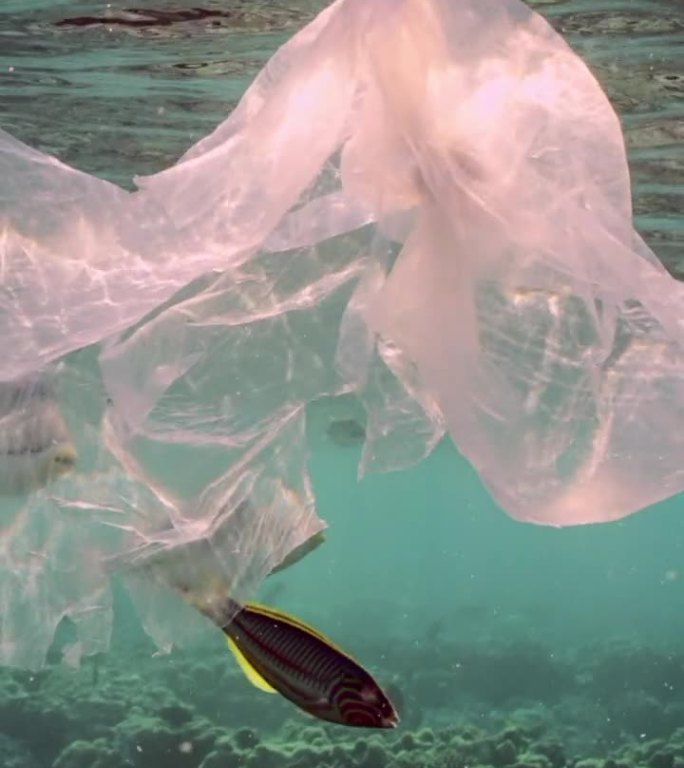 不同种类的鱼在落日的阳光中围绕着塑料袋游来游去