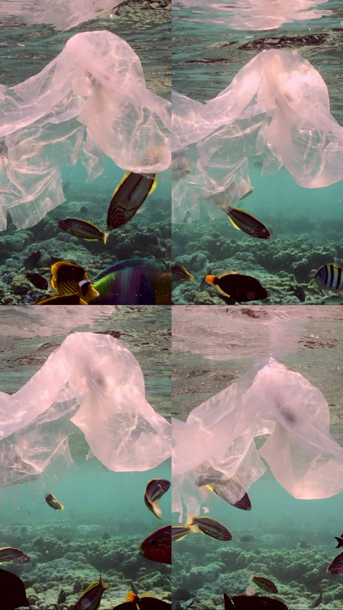 不同种类的鱼在落日的阳光中围绕着塑料袋游来游去