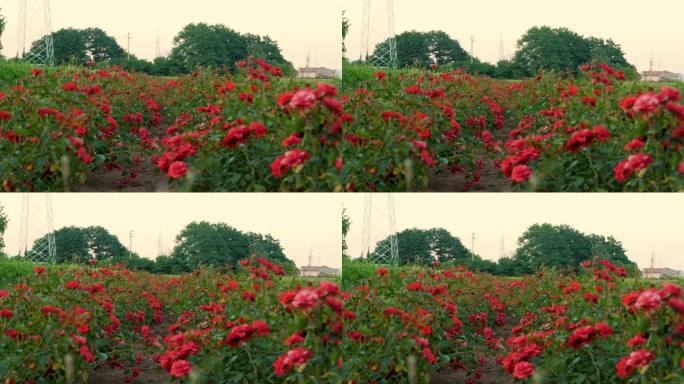 花。一片玫瑰田。农业企业。玫瑰新品种。园艺公司。