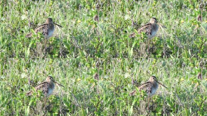 藏在北海道草地上的沙锥鸟。(音频)