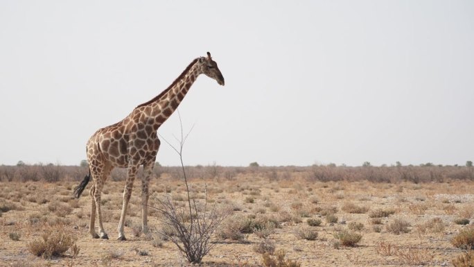 在纳米比亚自然公园狩猎途中发现的长颈鹿