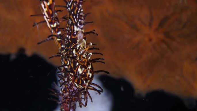 一种长相奇特的珊瑚鱼——小丑鬼管鱼(Solenostomus paradoxus)