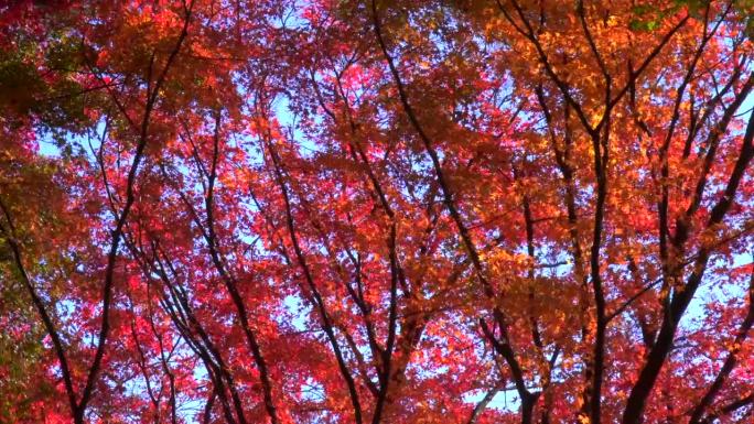 树木和树叶，秋叶在阳光下闪闪发光