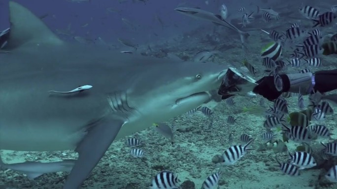 汤加海底潜水员喂食灰牛鲨。