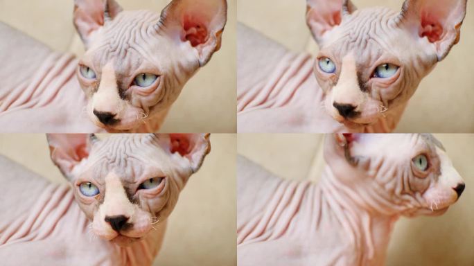 加拿大斯芬克斯小猫的鼻口特写和蓝色的眼睛，没有睫毛，短胡子