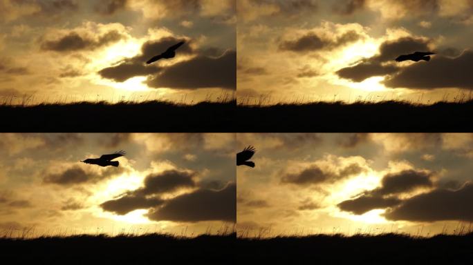 乌鸦滑翔的翅膀扩展了电影般的慢动作日出