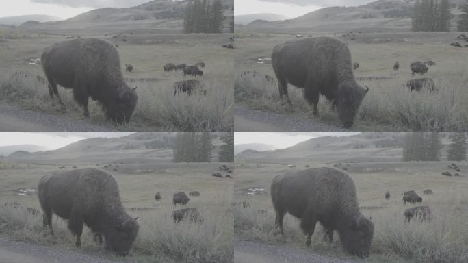 美国野牛群在怀俄明州黄石国家公园的斯劳溪