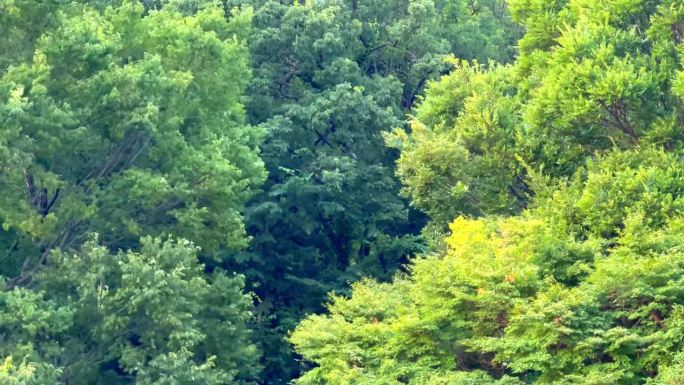 树木填充屏幕在微风中摇曳，完美的自然，森林，环境，放松，宁静，宁静，和平，平静的主题，纹理，背景