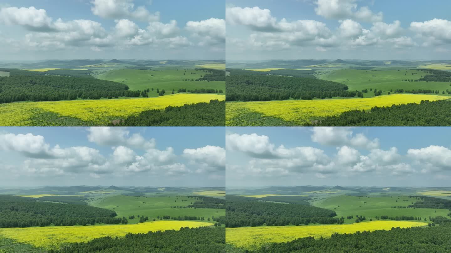 航拍垦区油菜花田