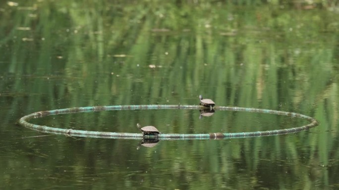 两只小里维斯龟躺在宁静的湖面上享受阳光，4k慢动作镜头。