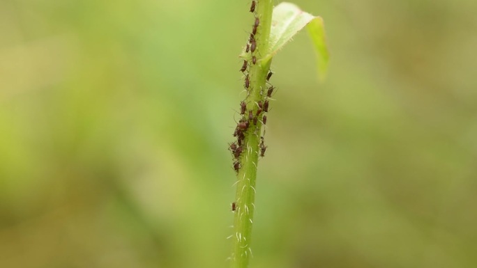 一群蚜虫沿着一根草茎爬行。