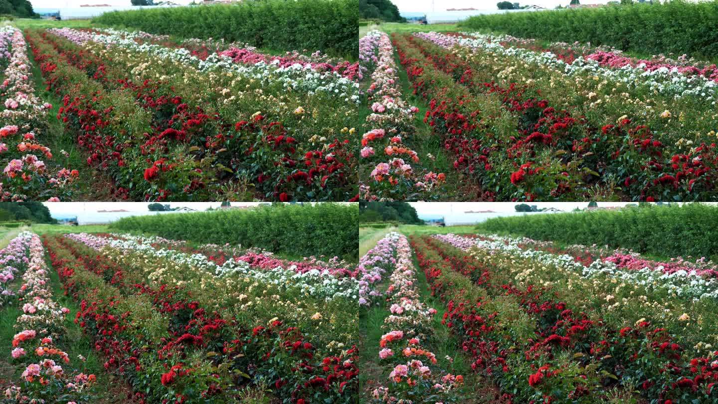 一片玫瑰田。玫瑰新品种。园艺公司。花。农业企业。