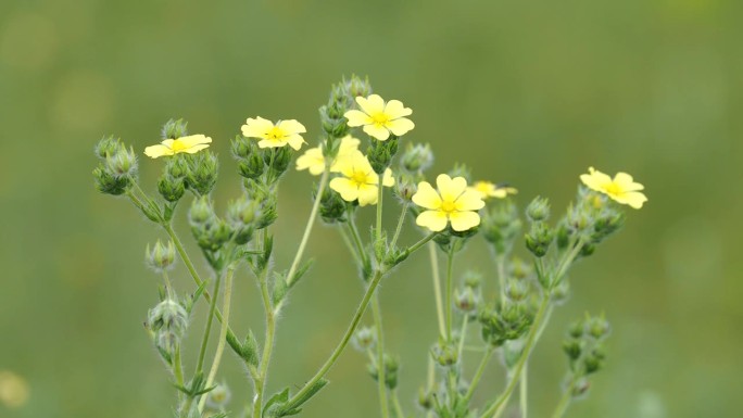 野生凤尾草植物Potentilla recta的黄色花