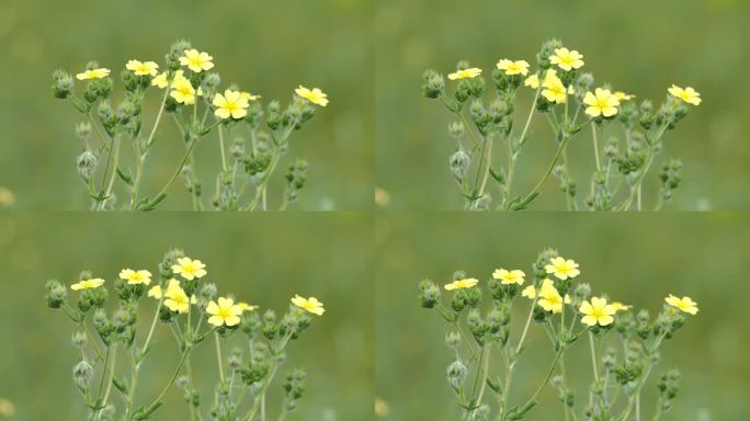 野生凤尾草植物Potentilla recta的黄色花
