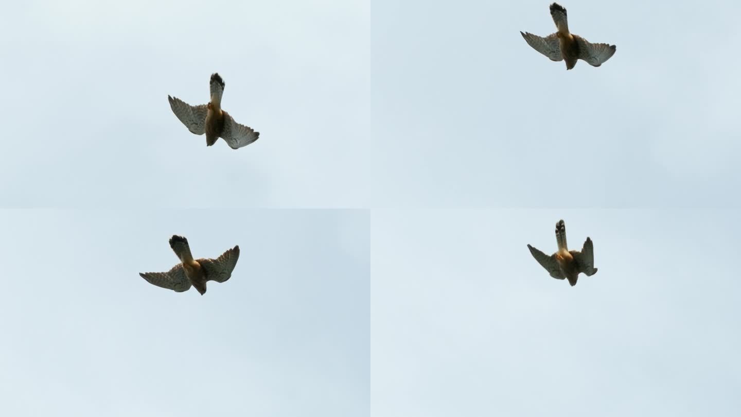 猎鹰从空中俯冲猎食