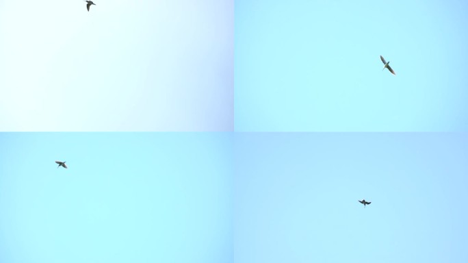 北海道繁殖季节里，一群沙锥鸟在表演飞行。(音频)