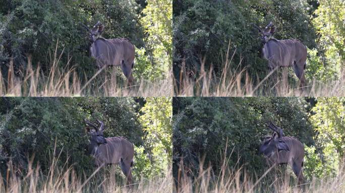 雄性大羚羊在非洲丛林的自然栖息地觅食