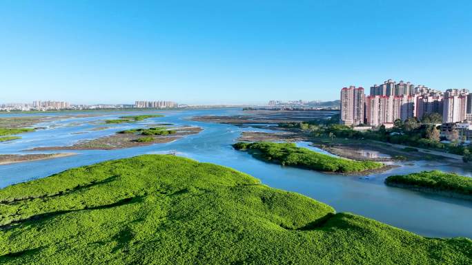 4K 洛阳桥红树湾湿地航拍