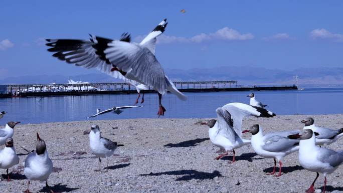 海鸟 飞翔 海鸥 候鸟 青海湖