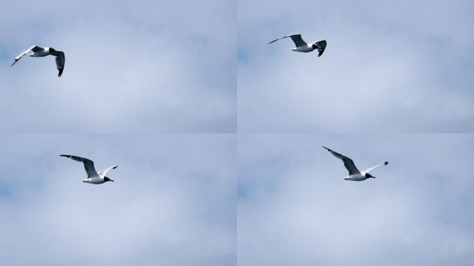 海鸥一只海鸥从水面起飞海鸥展翅飞翔
