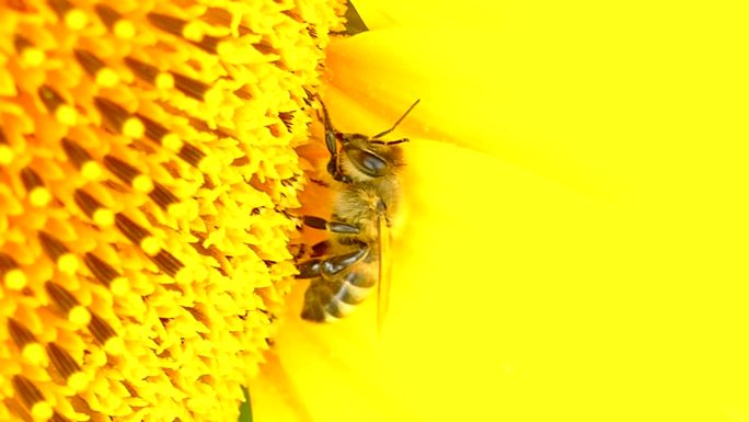 向日葵花上的蜜蜂昆虫类养蜂采蜜葵花飞虫