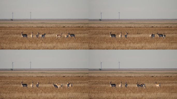 叉角羚/羚羊鹿，新墨西哥州