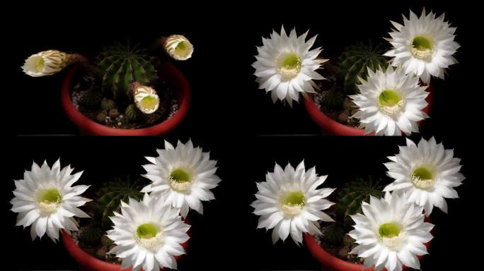 三朵白色仙人掌花从蓓蕾到盛开的时间流逝镜头，孤立的黑色背景，4k，近距离视频。