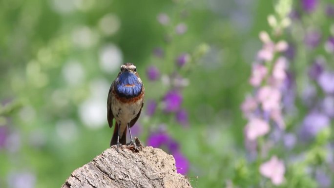 在一片盛开的草地前，一只蓝喉鸟坐在树桩上，刷着羽毛