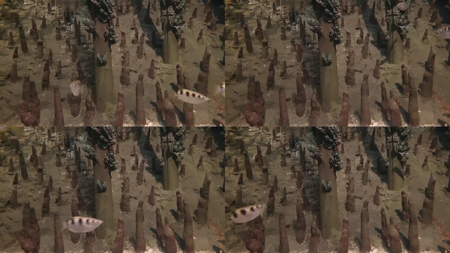 在红树林中游泳的箭鱼。