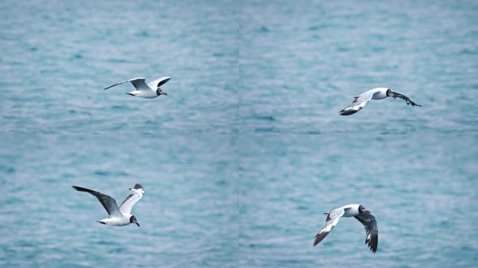 海鸥一只海鸥从水面起飞海鸥展翅飞翔