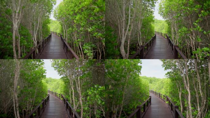 步道在泰国茂密的迷人森林中蜿蜒穿行。