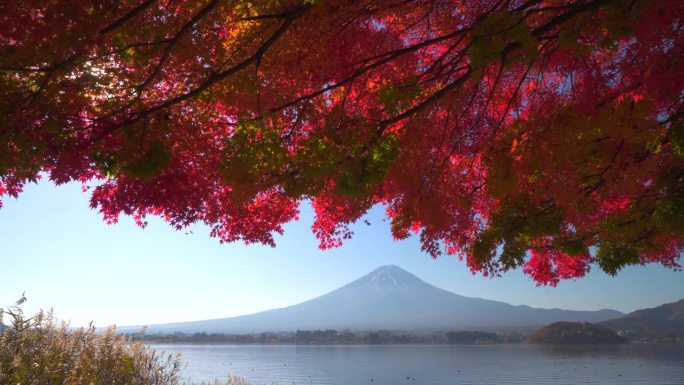 川口湖畔的深红枫叶和富士山