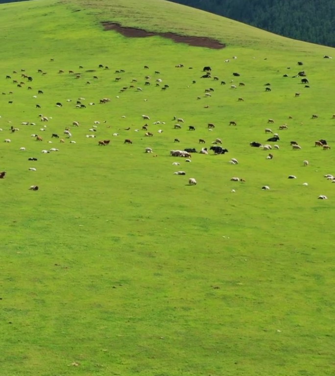 蒙古国牧场上放牧牛群的航拍照片
