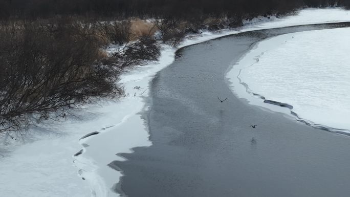 冰雪不冻河水鸭子河面起飞