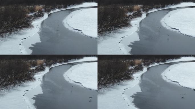 冰雪不冻河水鸭子河面起飞