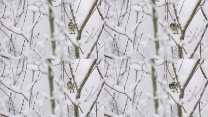 冬天鸟儿栖息在白雪皑皑的树枝上