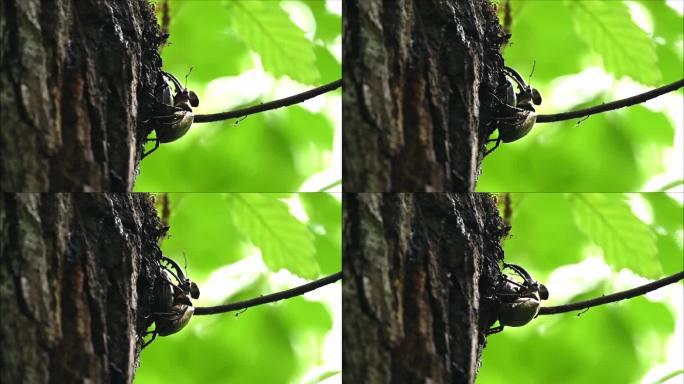 森林中雄甲虫的求偶行为