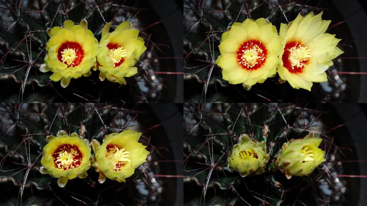两个黄色仙人掌花从花蕾到盛开，然后再回到花蕾，4k俯视图近距离视频的延时镜头。