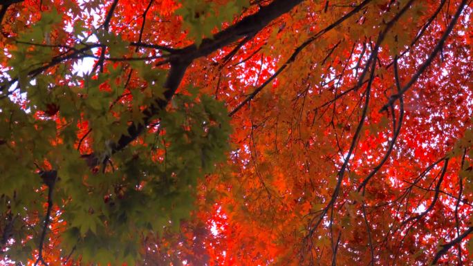枫叶在秋天落叶日本旅游日本网红打卡点日本