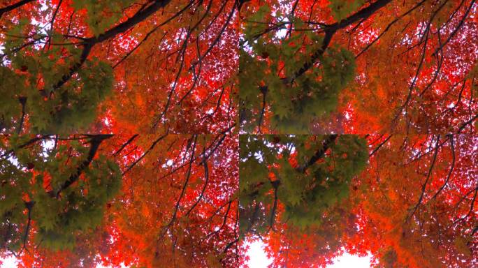 枫叶在秋天落叶日本旅游日本网红打卡点日本