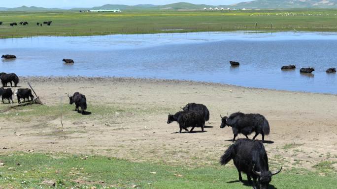 牛群湖边喝水生态牧场高原藏族放牧