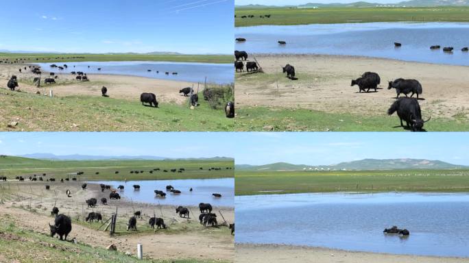 牛群湖边喝水生态牧场高原藏族放牧
