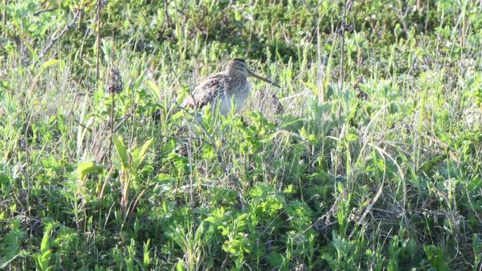 藏在北海道草地上的沙锥鸟。(音频)