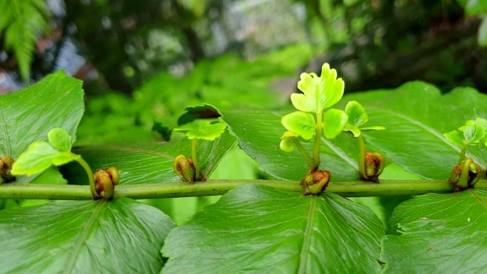 绿色蕨类热带植物从树枝上长出新叶