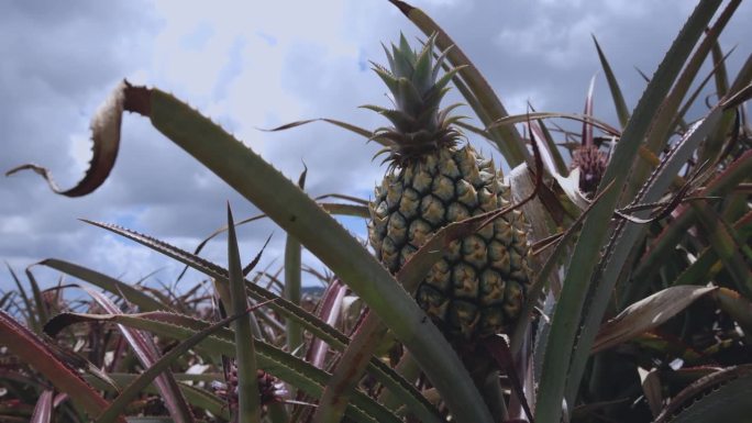 种植园里的小菠萝果实