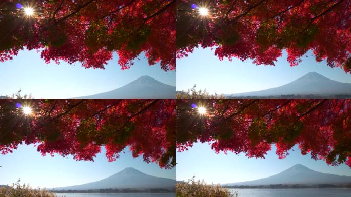 阳光穿过红枫叶与川口湖的富士山