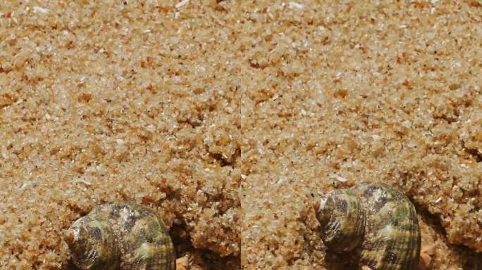 沙滩上的热带寄居蟹