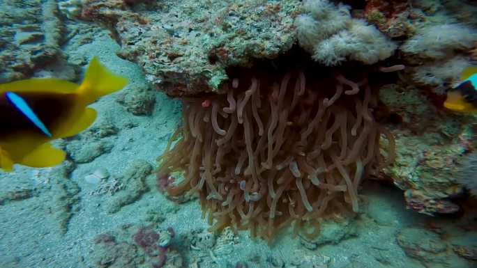 埃及红海海葵鱼(Amphiprion bicinctus)的4k视频