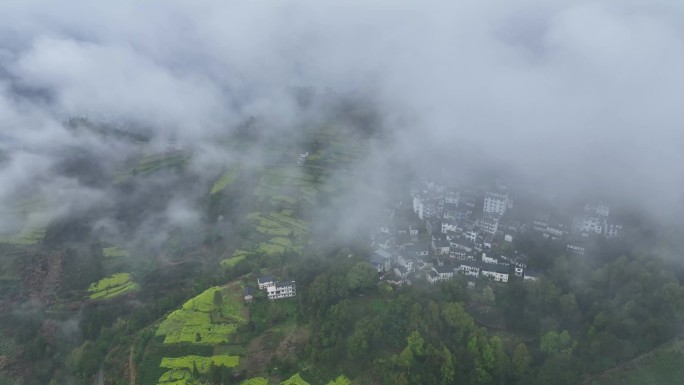 安徽黄山歙县油菜花云海